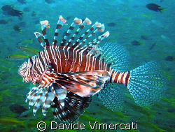 Lion fish in Nosy Be, Madagascar.
Taken with compact dig... by Davide Vimercati 